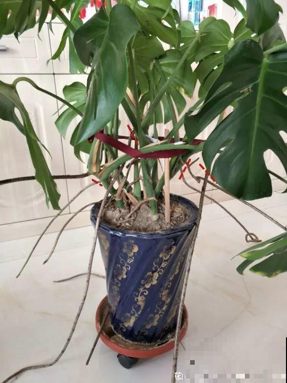 花上长出这种根，别着急剪，有了它花越长越旺盛！