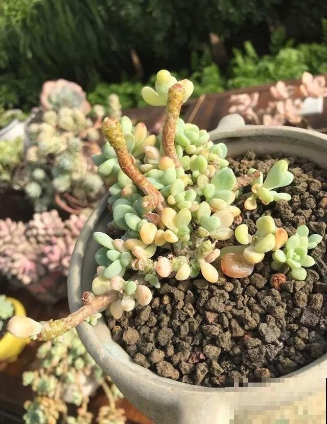 一排排的这种植物，整齐划一地放在阳台上，让人羡慕