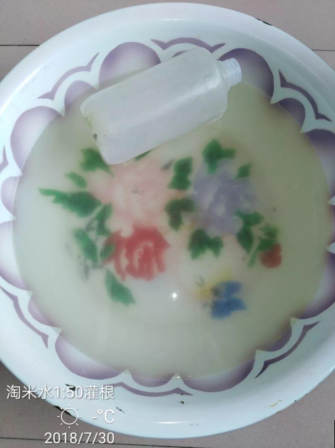 这8种夏天的休眠的花，秋天一醒就长个，满盆窜花苞！