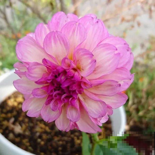 养这花真过瘾，剪一茬开一茬，一年能开3季！