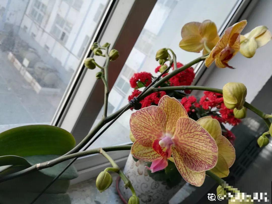 这花喜湿怕干，但指的是喷而不是浇，难怪养养就烂根了！