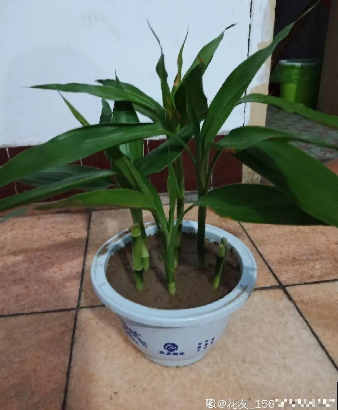 这花寓意极好，十块钱一捆，插水里就能活！