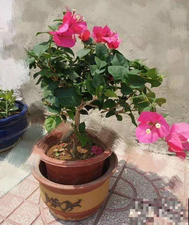这花就得贱养，摘光叶子，少浇水，开花才会多！