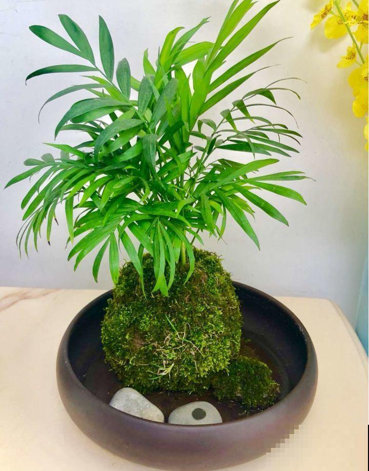 苔藓不光看着小清新，盆面铺一层，冬天养花不怕冻！