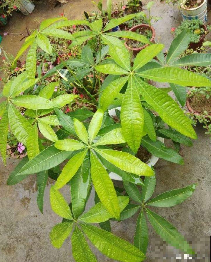 再好养的花也怕冷，放外面一晚上，一不小心变烂草！
