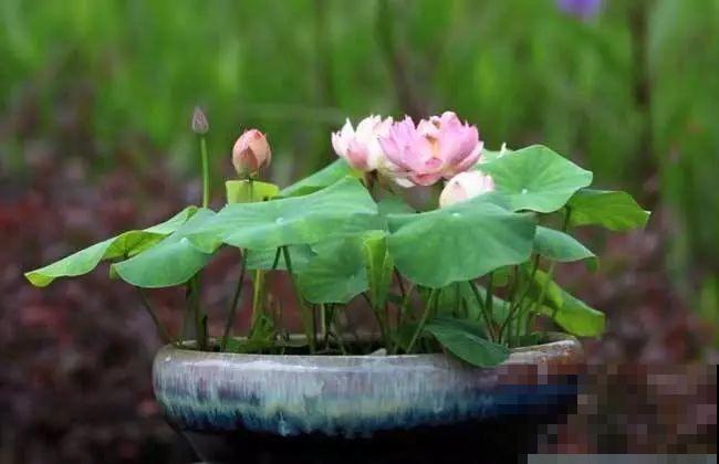 这4种花，就得大盆种，盆越大根越粗，越长越旺盛！