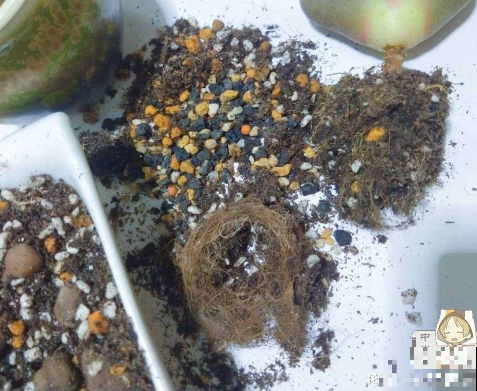 这花根比萝卜粗，别随便剪，小心3天死翘翘！