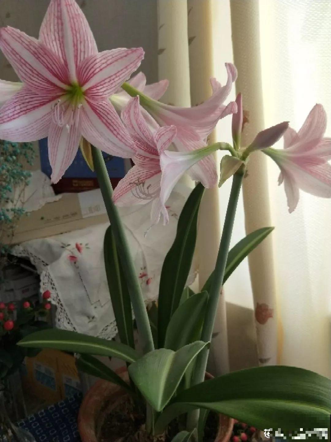 这花不能种太深，花盆大了，别指望能开花！