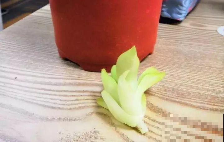 这7种多肉，叶插太难活，别白费力气了！