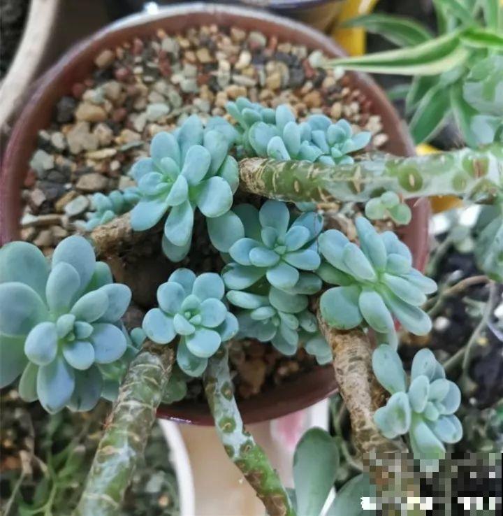 月季盆里加点它，花开不断，比地栽长得还壮实！