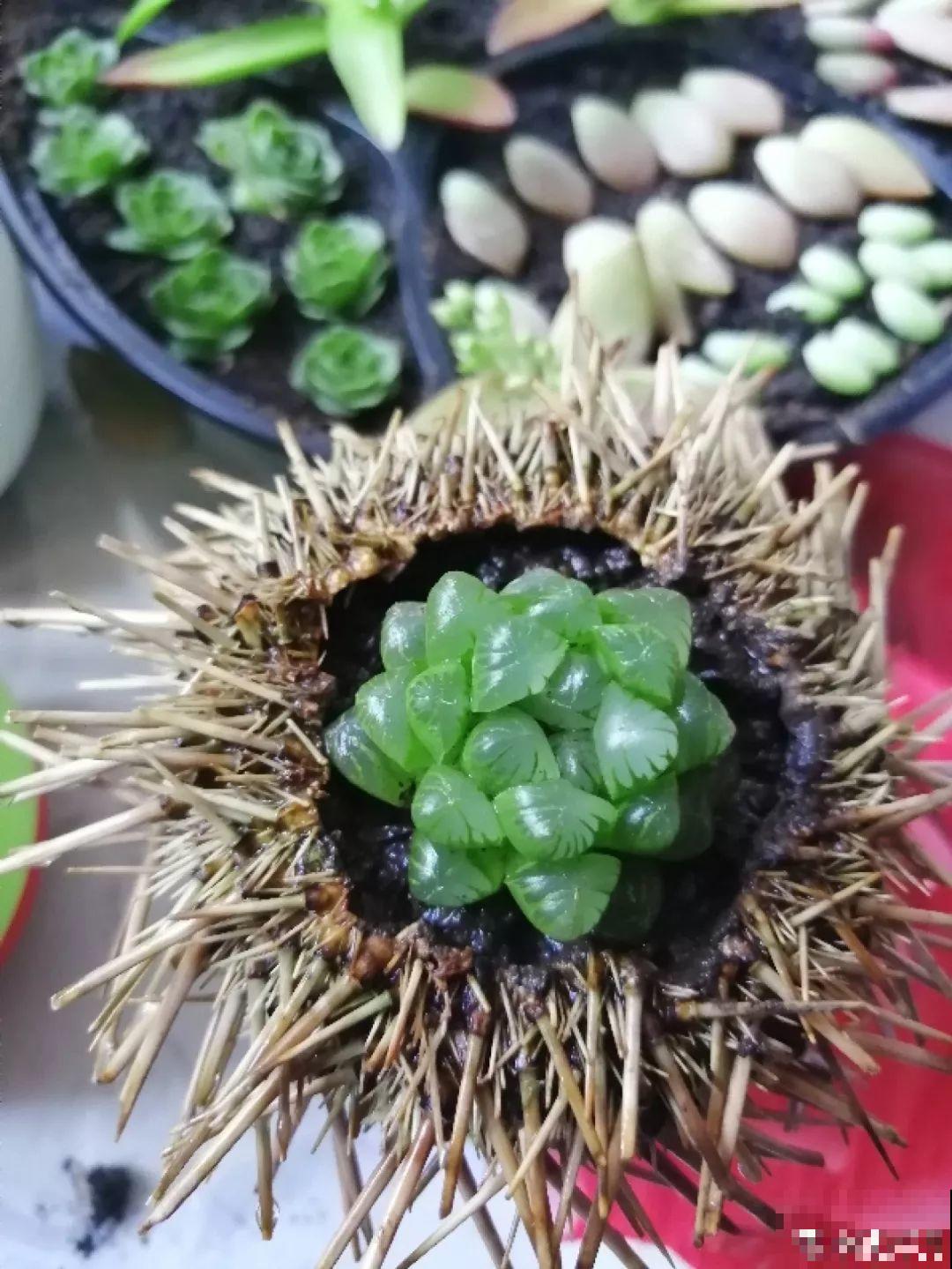 不要买土了，捡点它开水一烫，养多肉蹭蹭疯长！