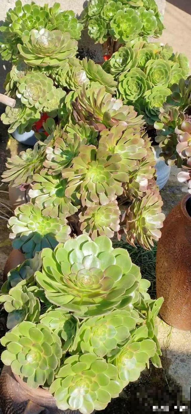 这种植物砍1刀，不到1个月，立马嗖嗖爆盆