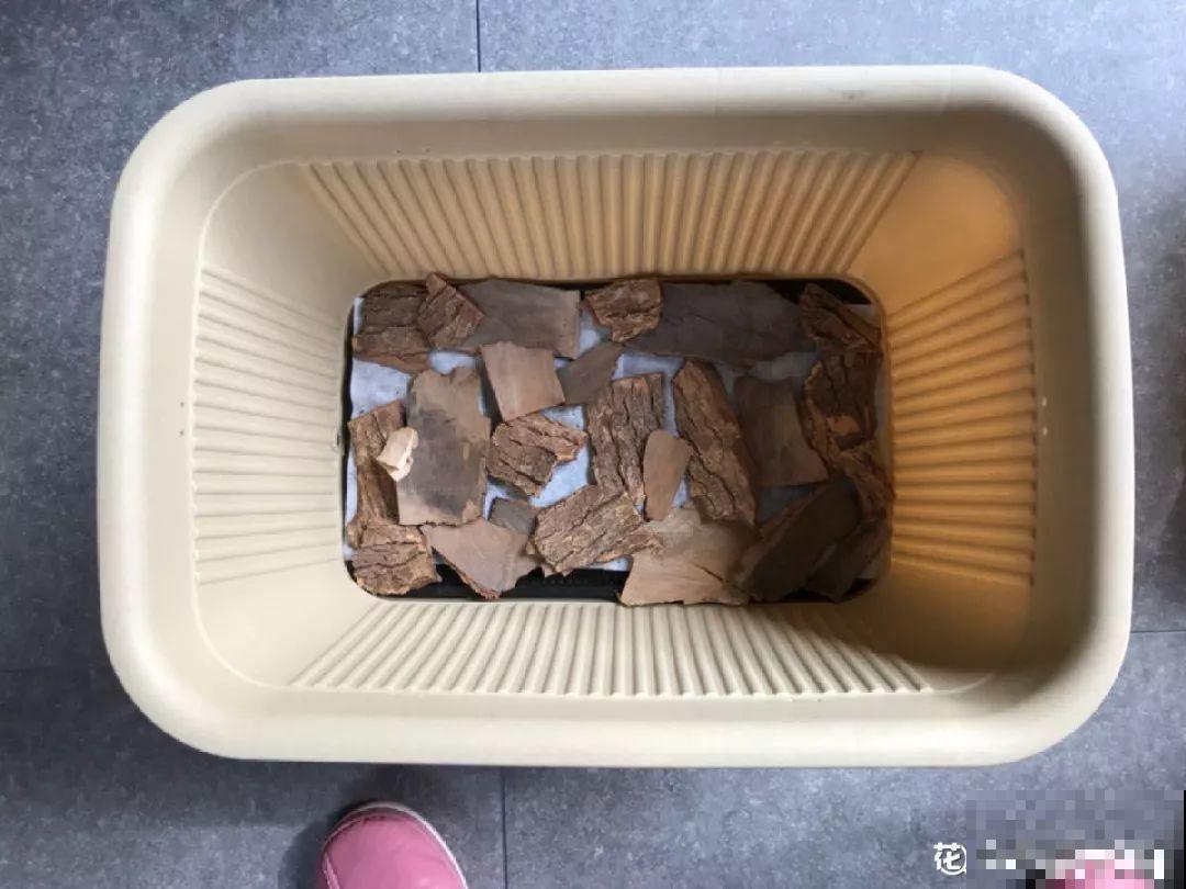花盆里垫点它，浇点水就疯长，大白根挤满盆！