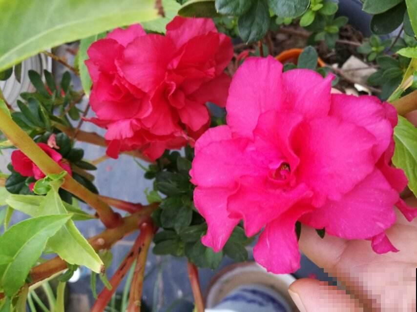 杜鹃花长得太美像玫瑰？做到这几点，花期还能提前