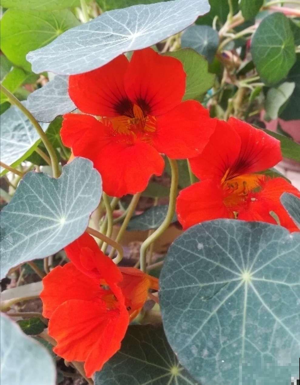 叶子像铜钱草的花，年年爆成大花球，春秋两季都在开！