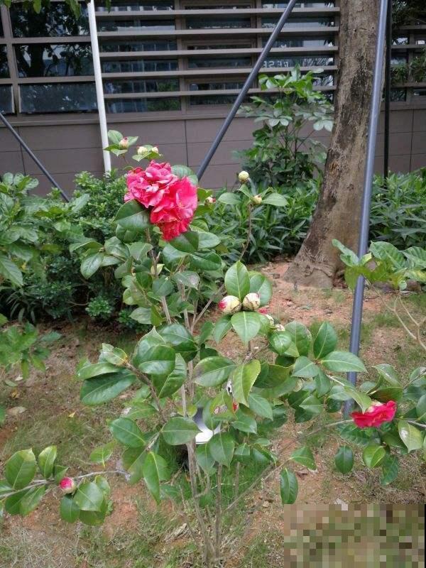 你还在担心植物营养不良？选对了品种，植物轻轻松松过两米