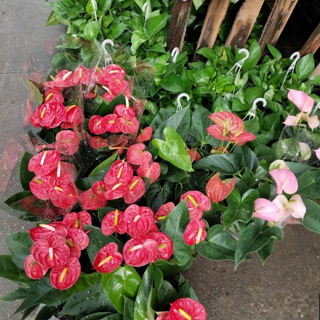 9月份逛花市，这花最好看、最好养，放心抱回家！
