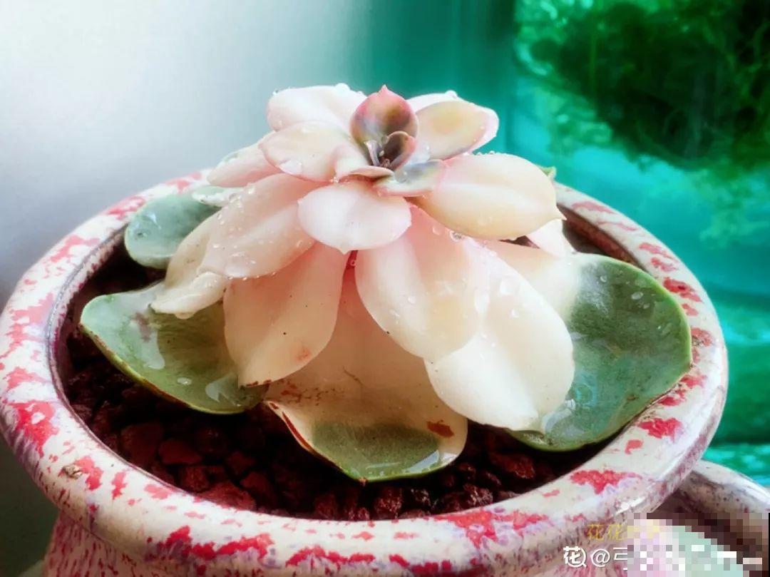 秋天别买这8种花，一回家就掉苞，养不活要后悔！