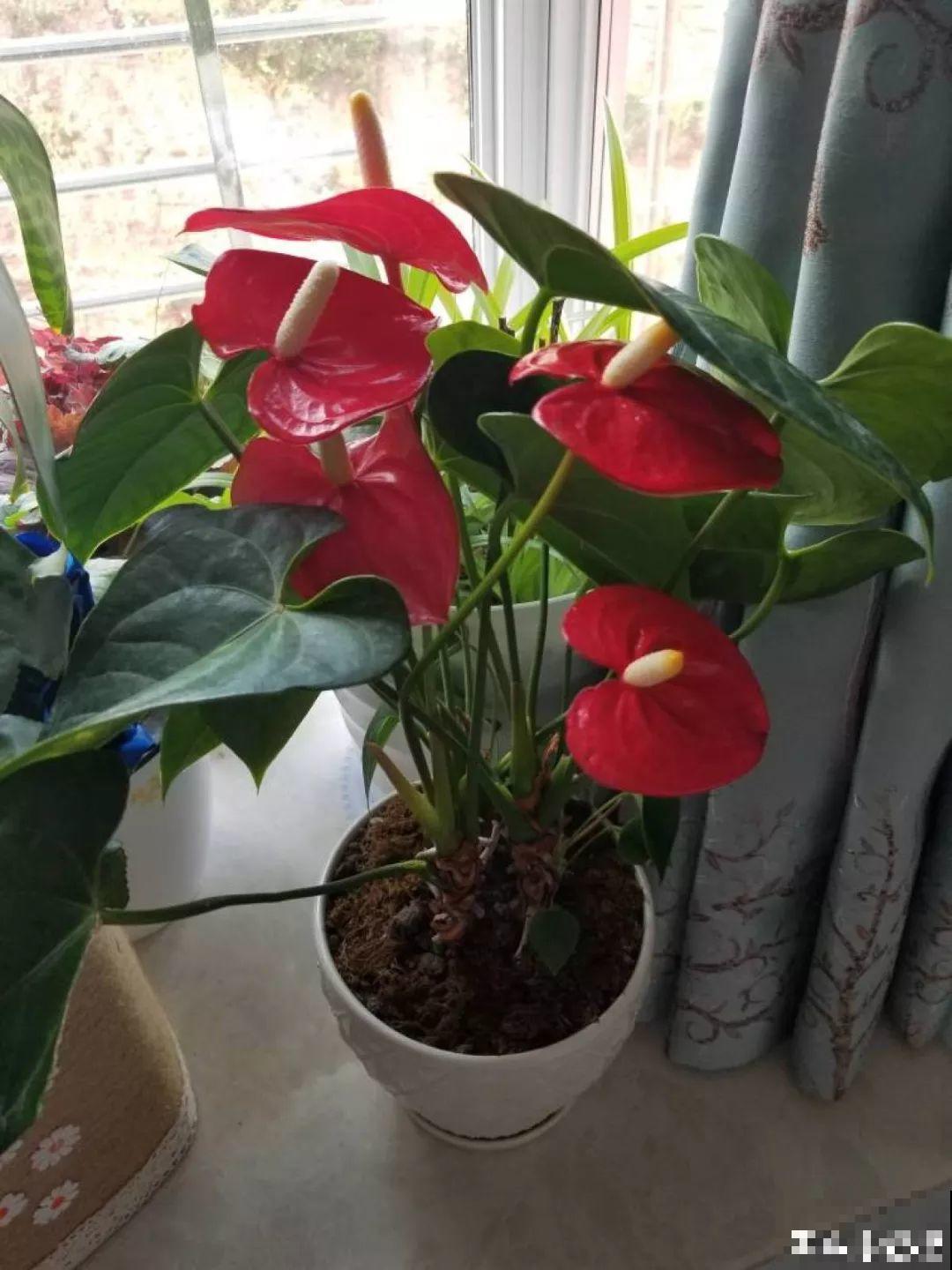 一朵花开了10个月，老妈非说是假花，幸好没拔！
