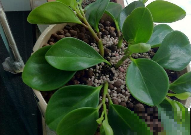 小小叶子插出满阳台的花，秋天成活最高的是它，邻居家揪点就成活