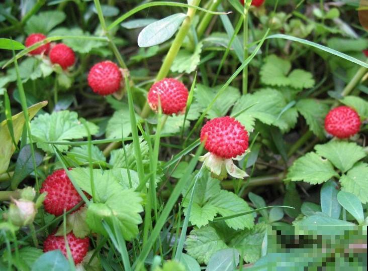这几种野生果子，拿起来吃就行，比山珍海味的东西营养价值高多了