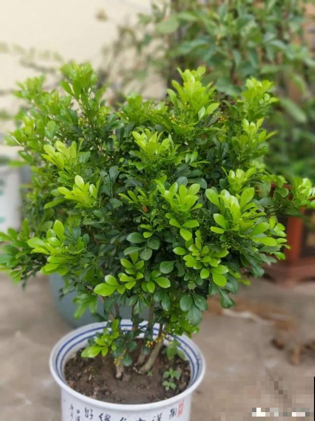 花香堪比香水，邻居大妈都追着问，眼馋极了