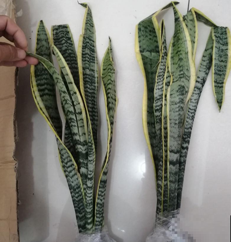 虎皮兰扦插，一段一段剪下来，插土里面一周就能活！
