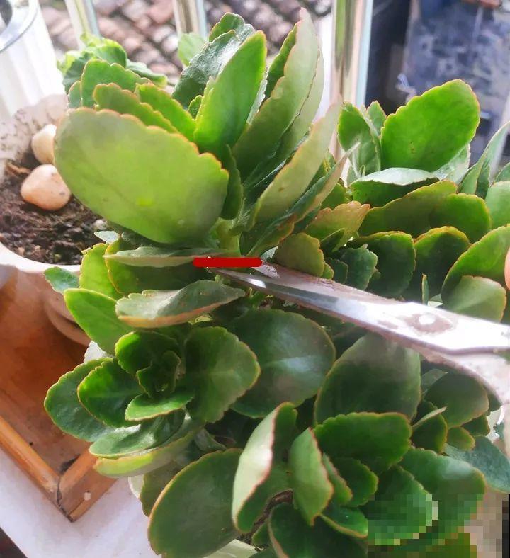 花有这种枝条，那就别剪了，不然一点开花动静也不会有！