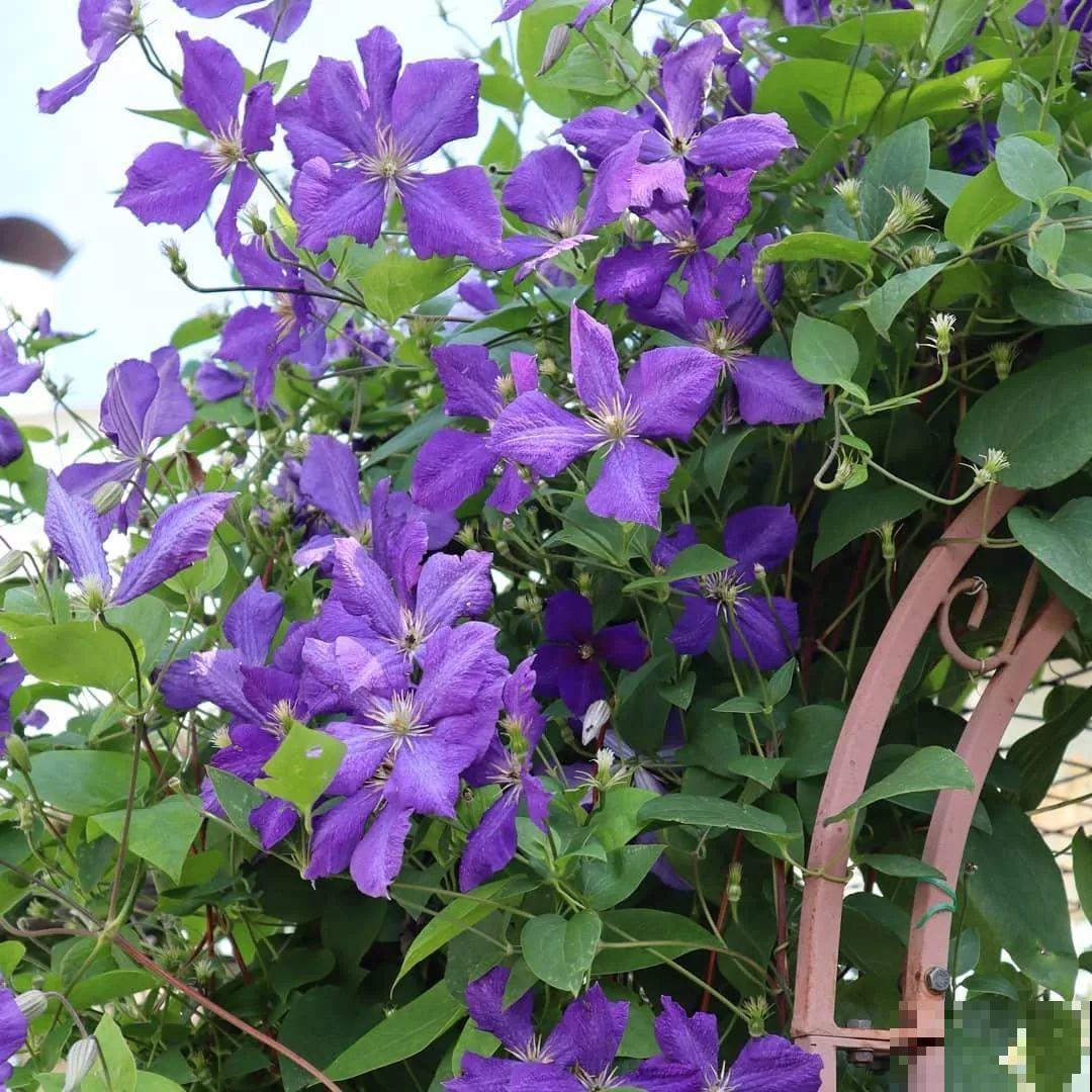 这花越养越上瘾，一小把埋土里，明年能开整面墙！