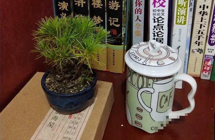 路边银杏摘个果，回家一处理，变成阳台小盆栽！