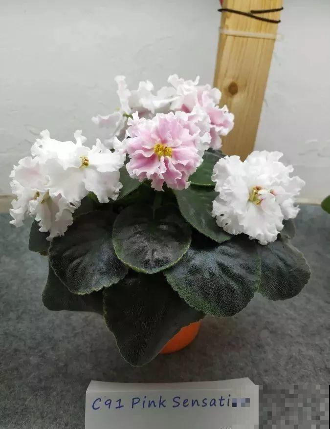 最耐阴的花就是它，光线弱也能开爆盆，越养越上瘾！