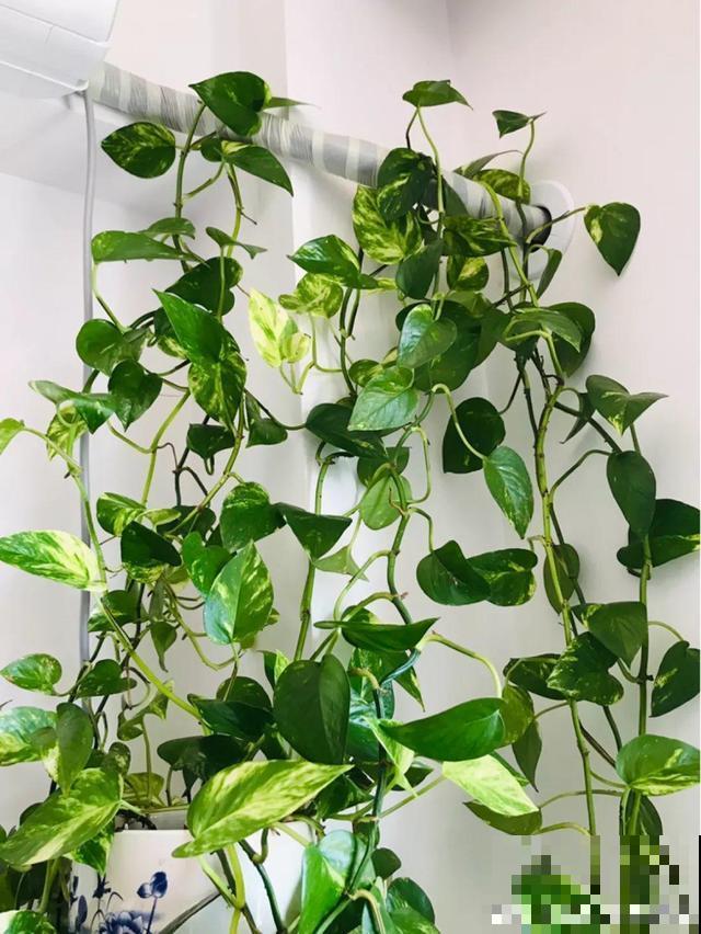 随处可见的水果皮，直接拿来沤肥，长出来的植物嗖嗖蹿个