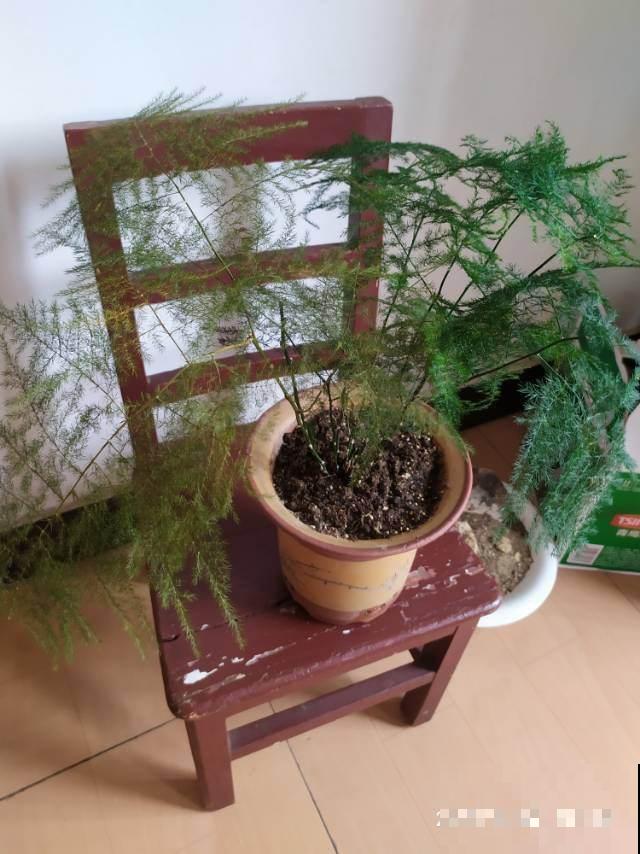 多喷少浇，文竹叶子嗖嗖窜，挡也挡不住！