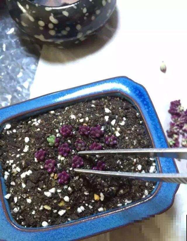 这多肉比太阳花还好养，长满整个屋顶，下大雪也冻不死！