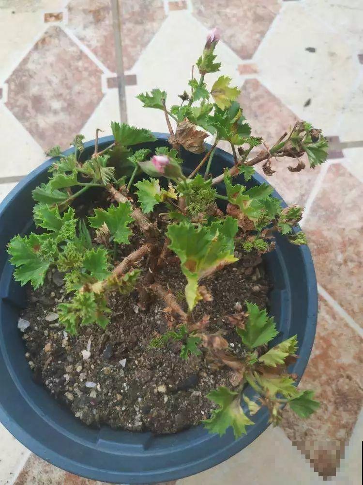这花真便宜，不用一百块摆满一阳台，花多得看不见叶子！