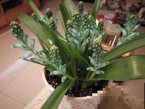 这盆栽开出一簇簇宝石花，看着就贵气十足，养一盆就点亮整个阳台