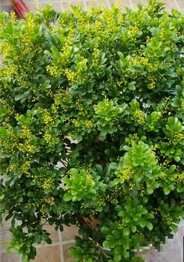 这10种花，秋天不要剪，不然白折腾还不开花！