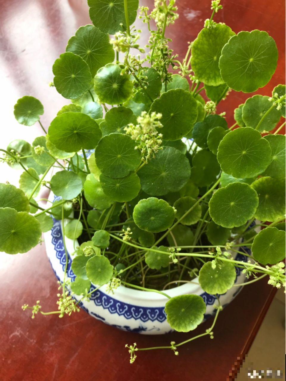 多肉养开花了？先别急着高兴，剪得越早长得越好！