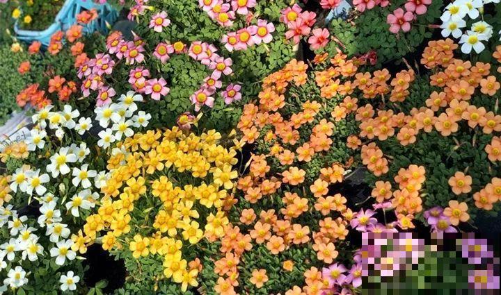防盗窗上养这花，1个月开成花海，邻居都看花眼！