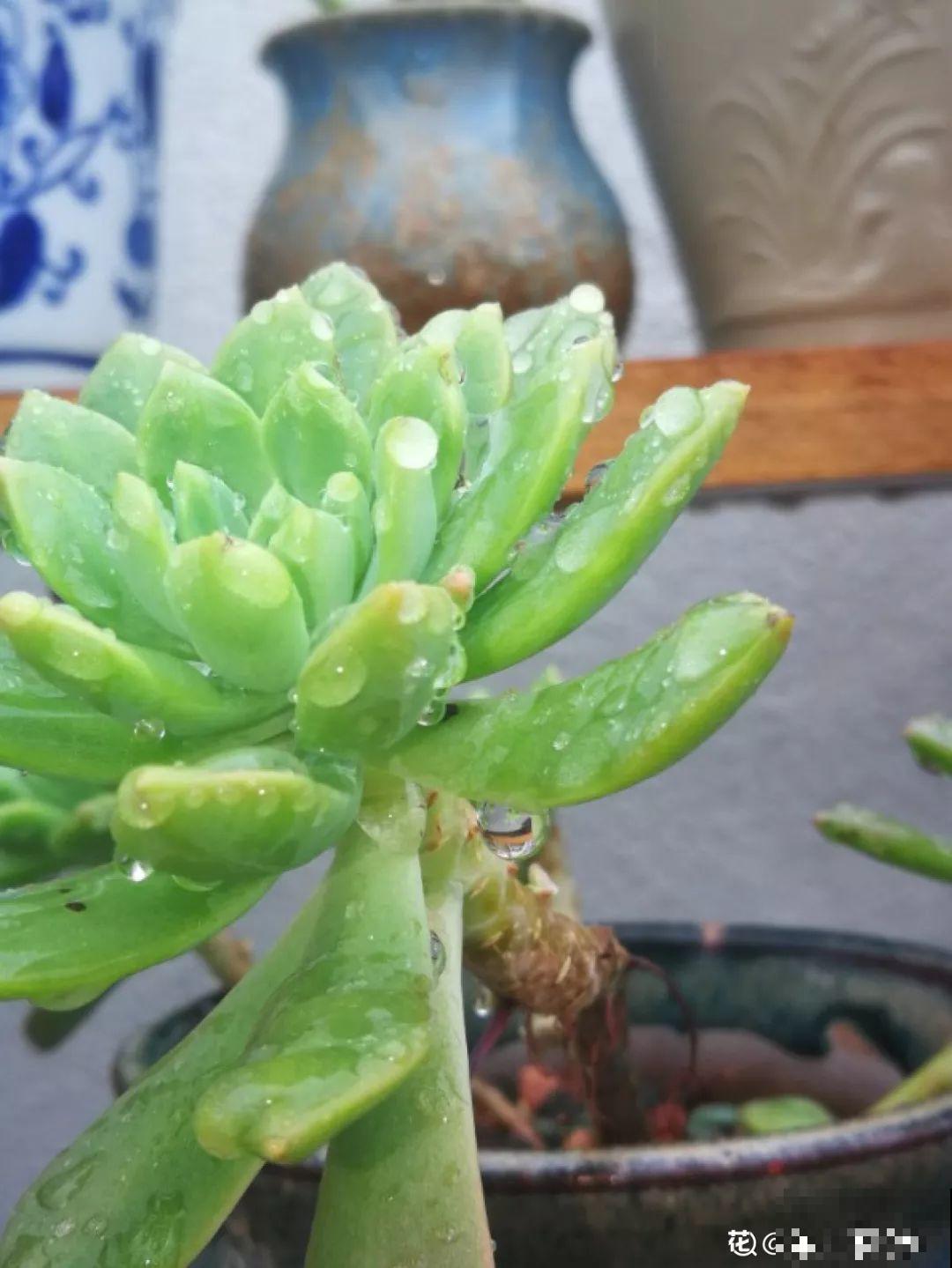 多肉洗个澡，瞬间变成水晶肉，个个都是仙气十足！