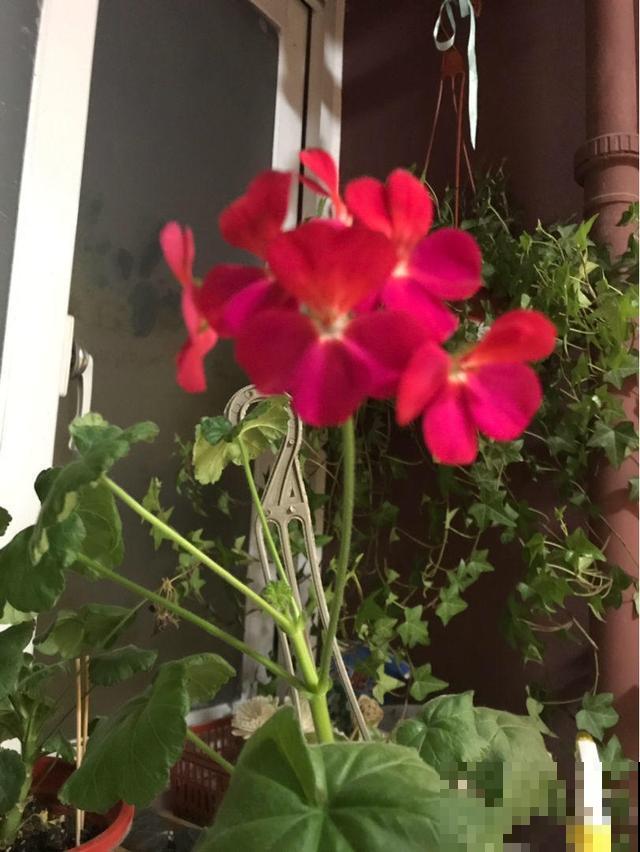 名字好听又适合冬天养，学会这几个技巧，天竺葵枝枝挂花苞
