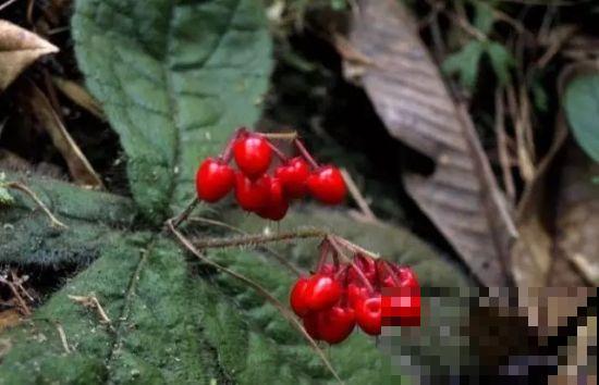 这几种野生果子，拿起来吃就行，比山珍海味的东西营养价值高多了