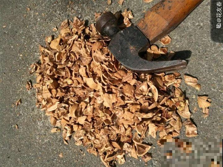 废料垫盆底，透气有营养，养花再也不烂根！