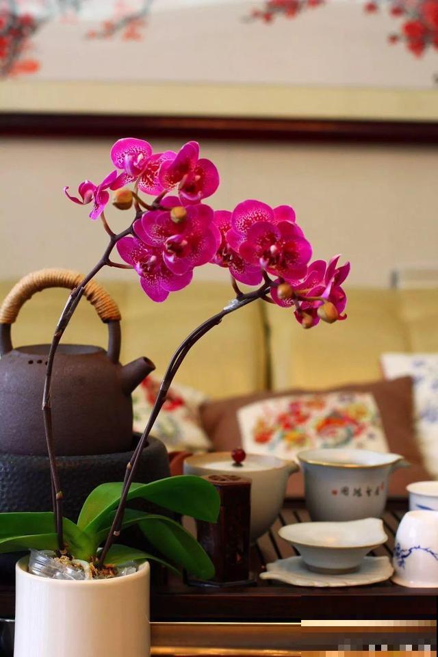 这花比绿萝还好养，摆客厅，名贵又有范儿