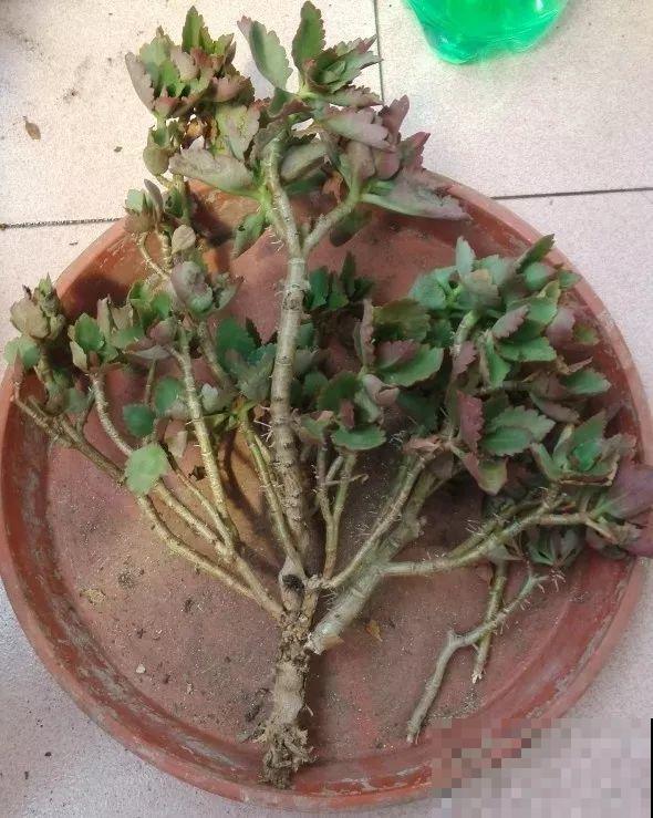 扔路边没人要的花，搬回家剃个头，俩月养成摇钱树！