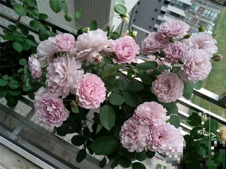 最难扦插的花，蘸点它插土里，20天白根蹭蹭冒！