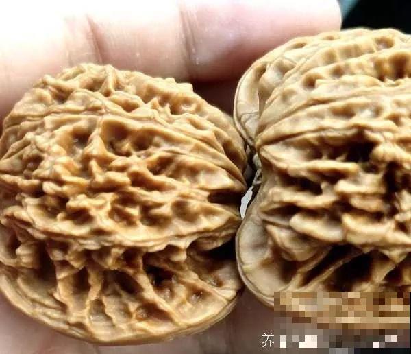 她把核桃敲个洞，放上多肉呼呼长，叶片饱满超精致！