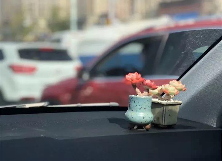 多肉别在发卡上，不说没人知道是假的，胖嘟嘟的超级萌！