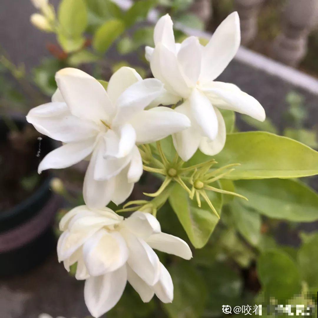 这花一开，赛过所有香水，花苞摘一摘还能泡水喝！