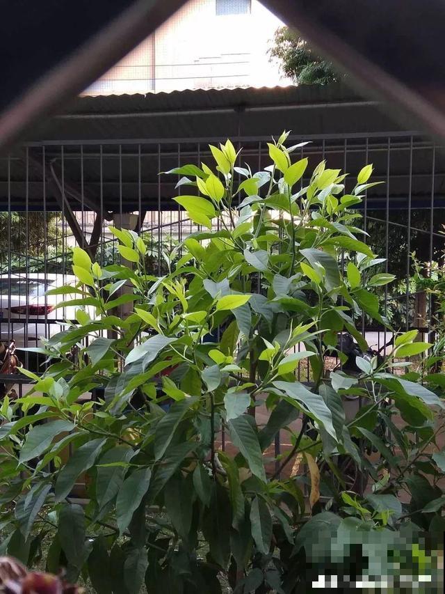 花香堪比香水，邻居大妈都追着问，眼馋极了